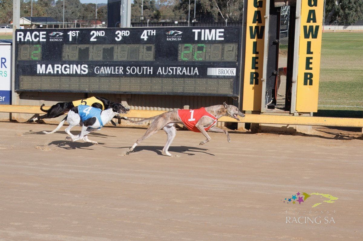 A greyhound race with three greyhounds running